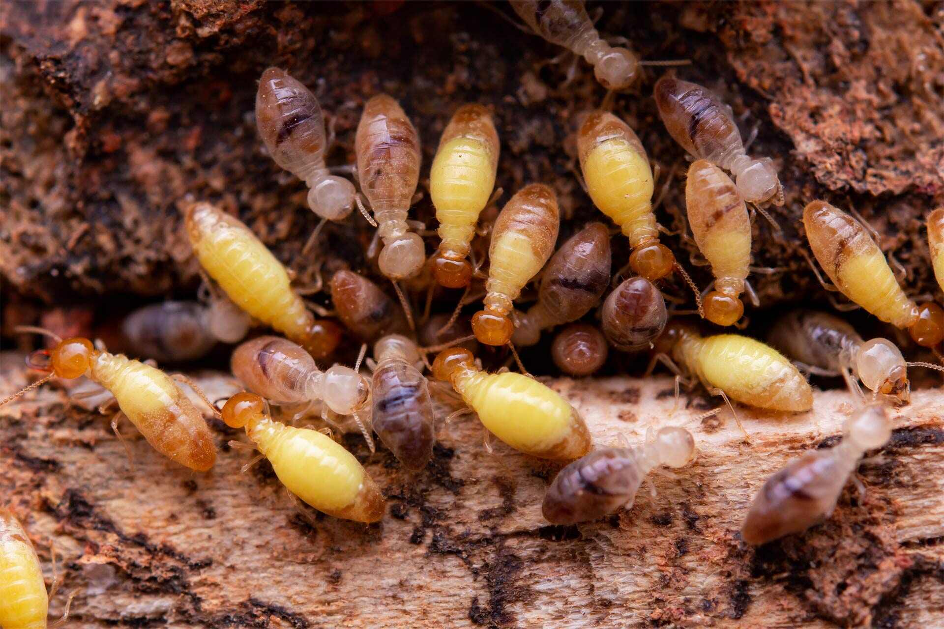 Termite inspection Brisbane West